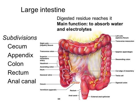 Large Intestine Function Parts Length Anatomy And Relations Of The Rectum Science Online