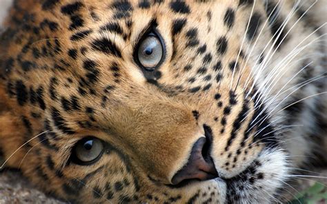 10 Top Cute Wild Animal Wallpaper Full Hd 1080p For Pc
