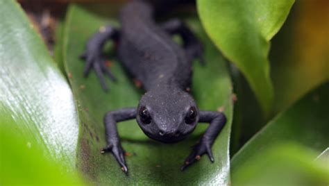 Amazing Facts About Newts Onekindplanet Animal Education And Facts