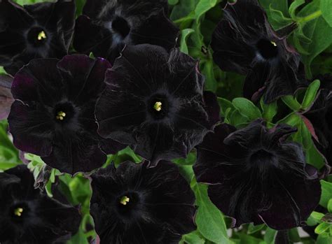 Petunia Flowers Black Wallpaper Hd Flowers 4k Wallpapers Images And