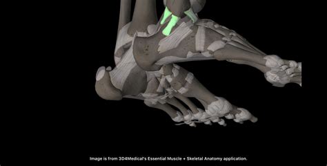 Gray Institute Functional Rehabilitation Acute Lateral Ankle Sprain