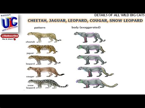 Learn About 106 Imagen Difference Between Jaguar And Cougar In