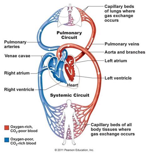 The Diagram That Represent The Human Circulatory System Labeled Diagram