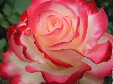 Red Tipped White Rose La Vie En Rose Fleurs Lumineuses Fleurs