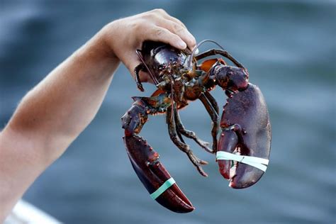 Lobster Crab In Brine Recalled Over Botulism Concerns Globalnewsca