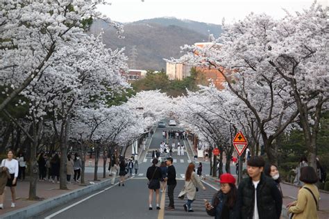 Absolutely Gorgeous Blooming Cherry Blossom Photos Ever In Daegu South