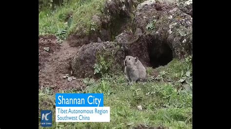 Cute Plateau Pika Spotted In Tibet Youtube