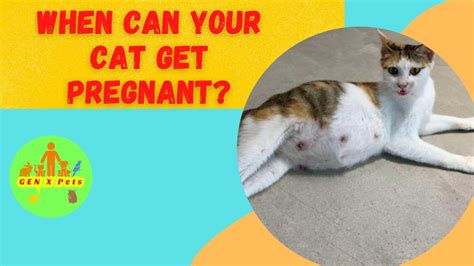 When Can Your Cat Get Pregnant How Long Are Cats Pregnant For How