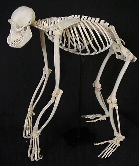 Chimpanzee skeleton | Animal skeletons, Animal skulls, Animal bones