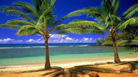 Palm Tree Beach Wallpaper Hd Picture Image