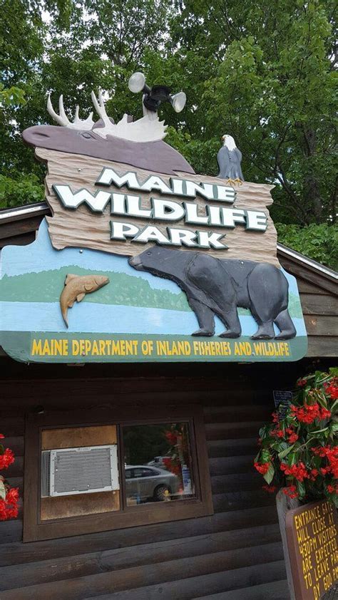 Maine Wildlife Park Gray Top Tips Before You Go Tripadvisor