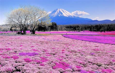 Wallpaper Field Flowers Tree Mountain Japan Fuji Images For