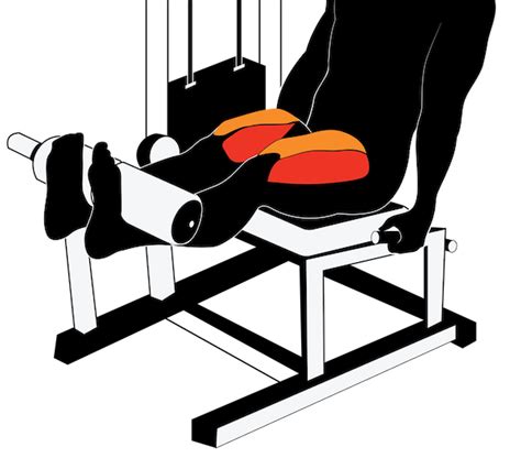 The Beginners Guide To The Leg Extension And Hamstring Curl Machines