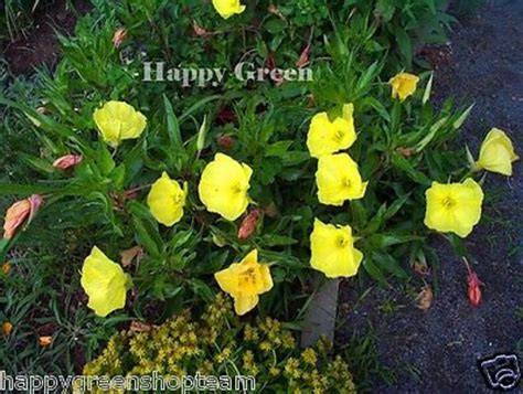 Dwarf Evening Primrose Yellow 50 Seeds Rockery Oenothera Etsy