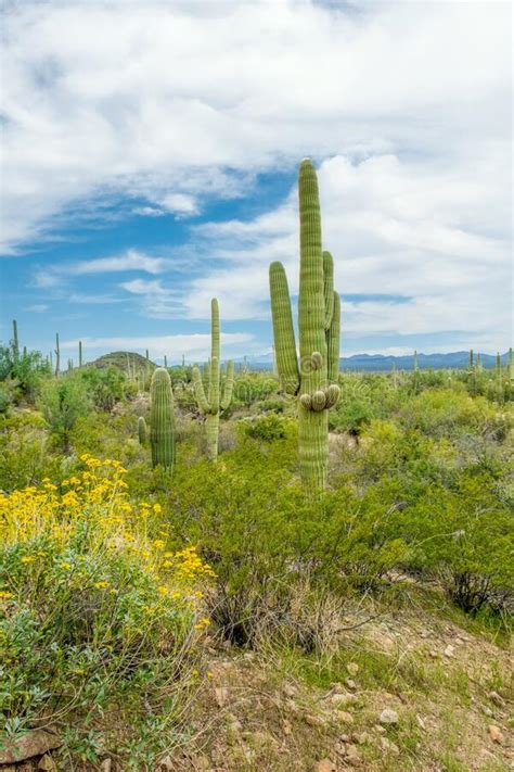 Beautiful Scenery Of Different Cacti And Wildflowers In The Sonoran