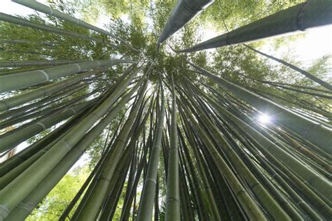 Tiges de bambous photo d une forêt de bambous