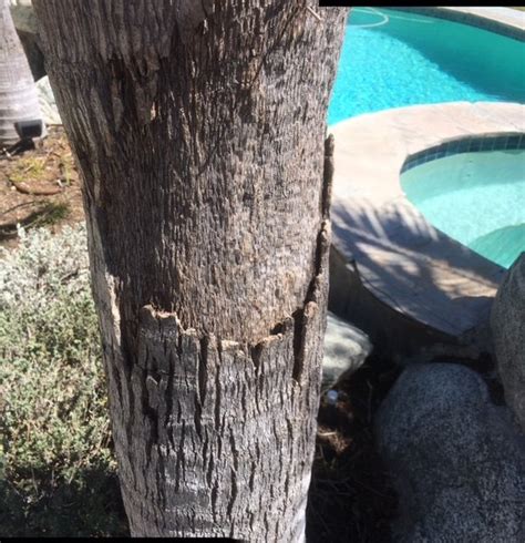 Palm Trees Losing Bark Hometalk