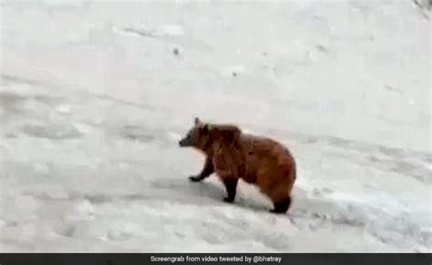 Watch Himalayan Brown Bear Takes A Lazy Stroll At Amarnath Shrine