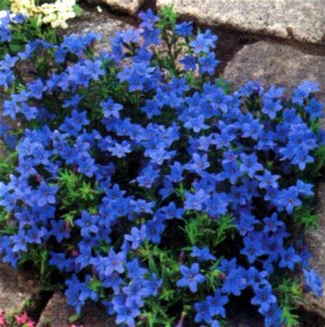 Check spelling or type a new query. LITHODORA Heavenly Blue - Perennials - LITHODORA Heavenly ...