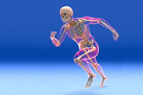 The most common variations include sutural (wormian) bones, which are located along the sutural lines on the the pelvis (or hip bone) is made up of three regions that have fused to form two coxal bones. Skeletal System Function and Components
