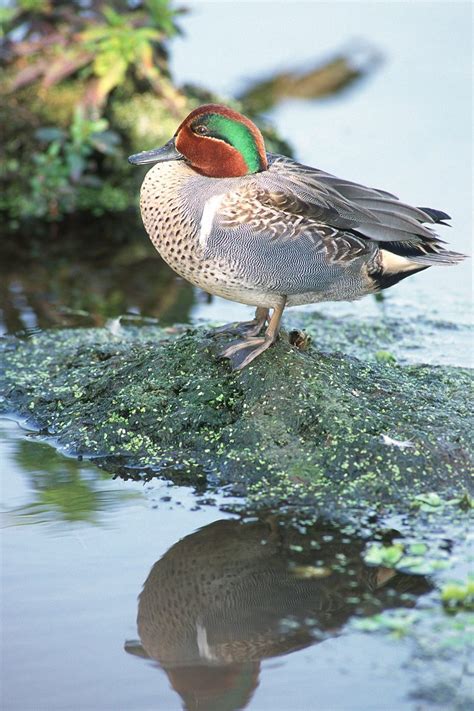 Green Winged Teal — Ducks Unlimited Canada