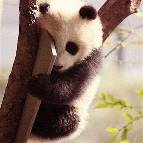 Baby Panda Beat In The Tree Baby Animals Cute Animals