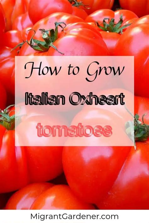 Oxheart Tomato How To Grow Angelic Home Living