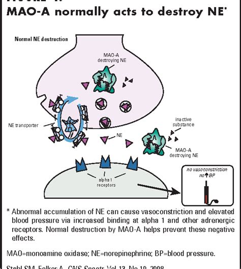 Monoamine Oxidase Inhibitors A Modern Guide To An Unrequited Class Of Antidepressants