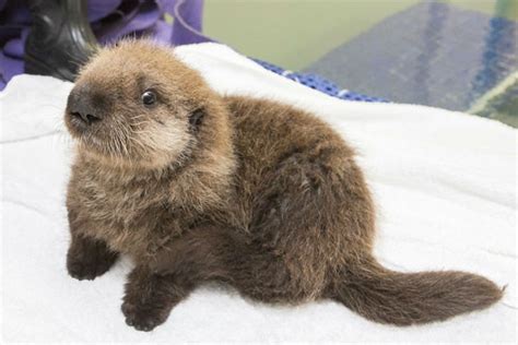 Photos Orphaned Sea Otter Pup Rescued By Shedd Aquarium And Monterey Bay Aquarium