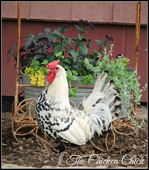 Silver Spangled Hamburg Rooster Via The Chicken Chick On Facebook