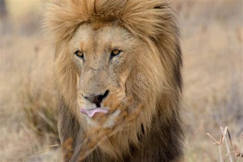 Close Up Lion Stock Image Image Of Lion Safari Male 111386479