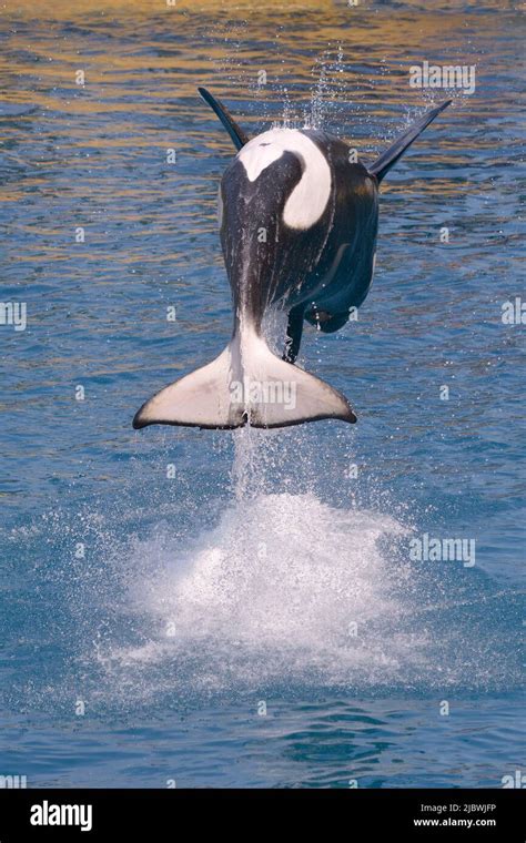 Killer Whales Orcinus Orca Jumping Out Of Blue Water And Seen From