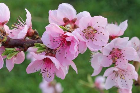 Peach Prunus Persica The Ufor Nursery And Lab