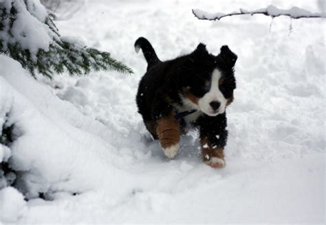 I Want Bernese Mountain Puppy Puppies Bernese Mountain Dog