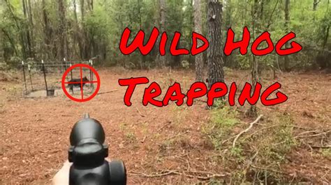 Wild Hog Trapping Youtube