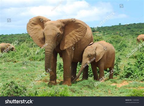 African Elephant Mom With Cute Little Baby Calf Stock