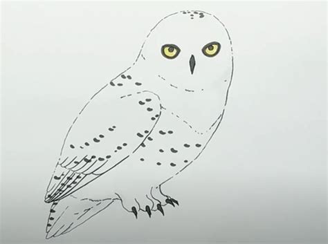 How To Draw A Snowy Owl Step By Step In 2022 Bird Drawings Easy