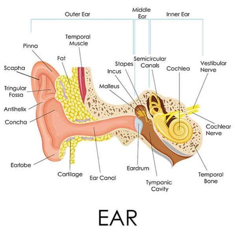 The Ear Miami Ent Doctors Ear Nose Throat Specialists