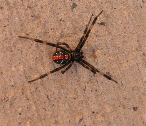 They are also among the most poisonous species in north america, and their bite can be fatal in some cases. Black Widow - male Lactrodectus mactans