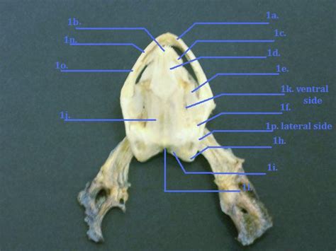 Dorsalskull