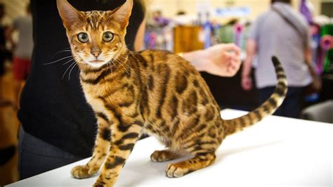 The bengal cat is highly active. Auckland cat breeder fined for noisy, smelly cats | Stuff ...