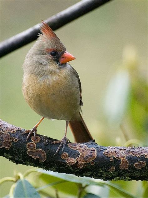 23 Best Birds Of Western Pa Images On Pinterest Birds Backyard Birds