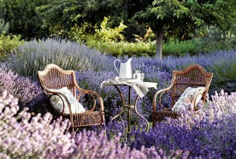 Sobald die letzten fröste des jahres überstanden sind, können sie lavendel im garten pflanzen. Pflege-Tipps für den Lavendel im Garten -wann muss man ihn ...