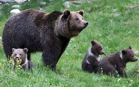Natureza Tr S Filhotes De Urso Nascem Em Parque Dos Pirineus Na Espanha