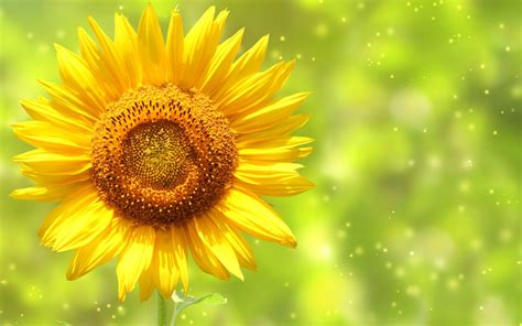 Whimsical Sunflower Desktop Wallpapers Top Free Whimsical Sunflower
