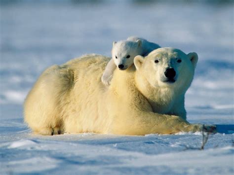 Bear Hug Baby Polar Bears Animal Hugs Polar Bear Wallpaper