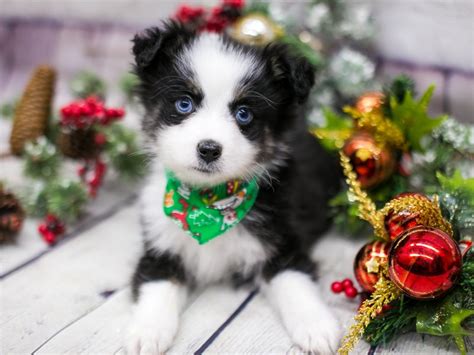 Now we have got all that dry science out of the way, let's. Miniature Australian Shepherd-DOG-Male-Black Tri (Blue ...