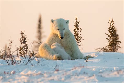 Polar Bear Hd Wallpaper Background Image 2048x1365