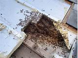Images of Bees In Roof Space