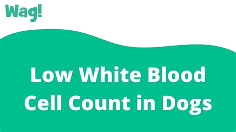 Low White Blood Cell Count In Dogs Wag Youtube